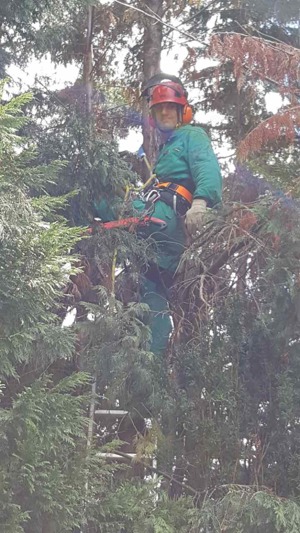 Baumfällungen,Baumspflege,Obstbaumschnitt Bild 9