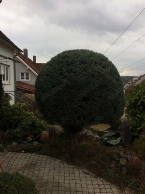Baumfällungen,Baumspflege,Obstbaumschnitt Bild 8