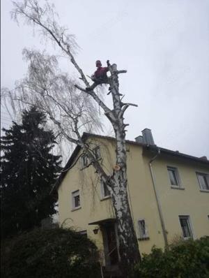 Baumfällungen,Baumspflege,Obstbaumschnitt Bild 10