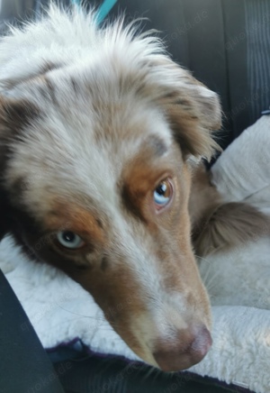 Australian Shephard Hündin redmerle