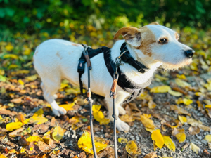 Kleiner Terriermix aus dem Tierschutz