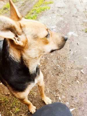 Shiva lebt im Tierheim in Bosnien und sucht ein Zuhause