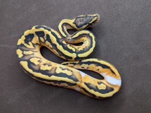 0.1 Pastel Piebald (pos.Leo)