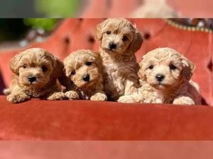 Maltipoo Welpen suchen liebevolles Zuhause