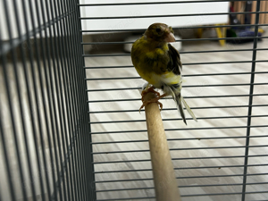 Kanarienvogel Männchen und Weibchen mit Käfig