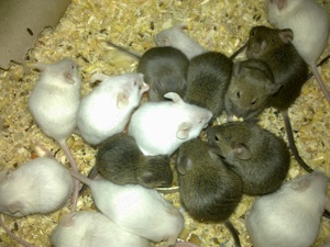 Maus, Mäuse, Mäusegruppe 1,4