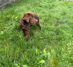 Labrador Rüde 6 Monate  sucht ein liebevolles Zuhause