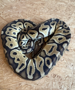 1.0 Pastel het pied 