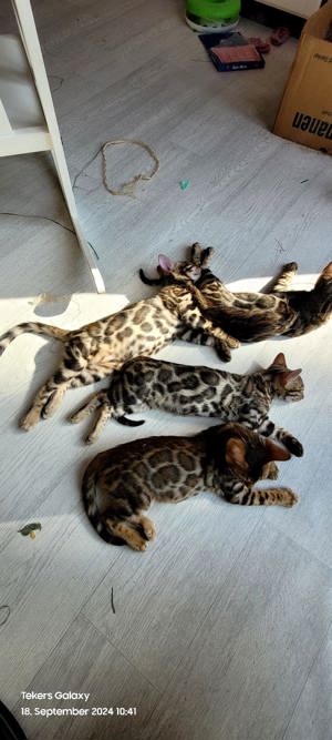 Reinrassige Bengalkatze  Wunderschöne reinrassige Kitten mit  Stammbaum