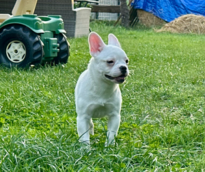 Französische Bulldogge in creme sucht wieder ihr Traumschloss