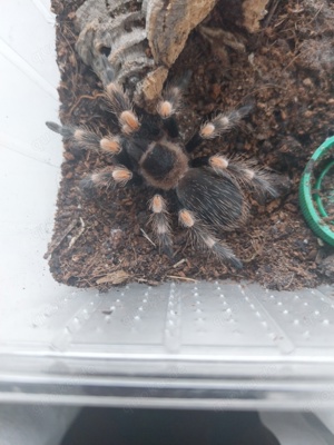 Vogelspinne Brachypelma hamorii 1.1