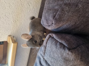 Chinchilla  Mädchen  abzugeben 