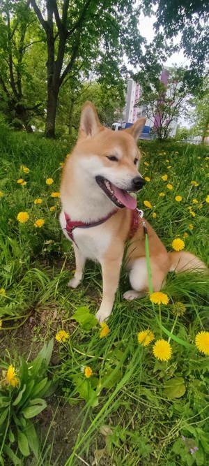 Shiba Inu 2 jahre alt, biete ich als Deckrüde an. 