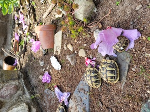 griechische Landschildköten Nachzuchten Schildkröten Schildis  Bild 4