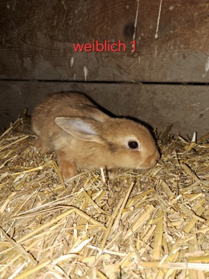 Zwerghase Löwenköpfchen Jungtiere Hase Zwergkaninchen Kaninchen 