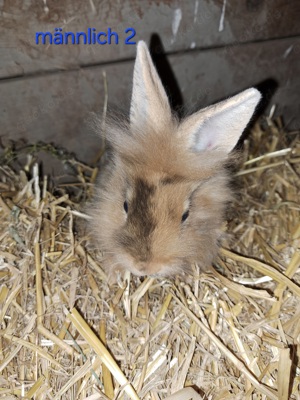 Zwerghase Löwenköpfchen Jungtiere Hase Zwergkaninchen Kaninchen 