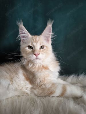 Maine Coon mit Stammbaum 