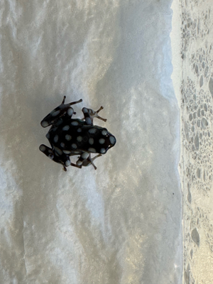 Excidobates mysteriosus NZ