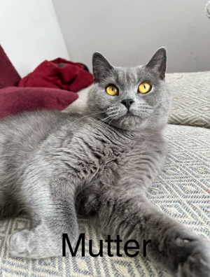 BKH Deckkater Bild 7