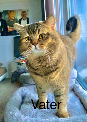 BKH Deckkater Bild 8