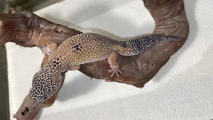 Leopardgecko Giant Männchen aus 2023 zur Abgabe, sehr zahm 