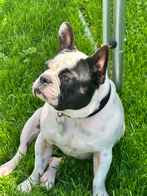 Französische Bulldogge Deckrüde Farbe: pied
