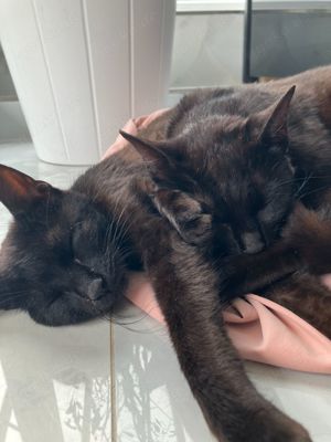 2 liebe schwarze Katzen suchen noch immer ein Für-Immer Zuhause