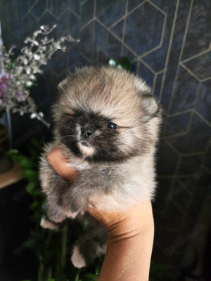 Pomeranian | | FCI | Female