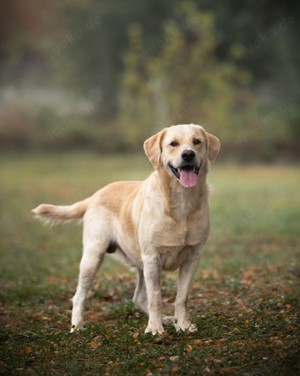 Dajo - familienfreundlicher Labradorbub sucht ein neues Zuhause!