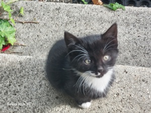 Junge Kätzchen, schwarz und schwarz-weiß, Katze