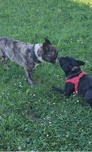 Französische Bulldogge Welpen 