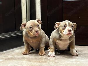 American bully 