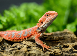 Bartagame - Pogona vitticeps 2024 DNZ ab 30  Zero   Red Monster   Citrus   Red   Mix