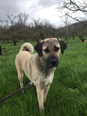 Kangal Hirtenhündin Wachhund