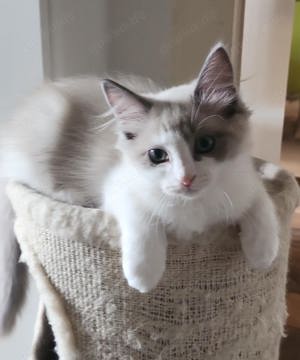 Dobby, kann Dich verzaubern(Ragdoll Kater) und sucht ein liebes Zuhause...