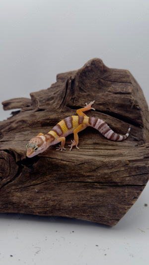 Leopardgecko 0.1 Giant Tremper Albino NZ24