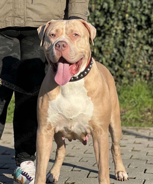 Wurfankündigung American Bully XL