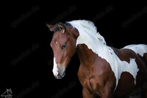 Traumhaftes Paint Horse Stute Fohlen APHA