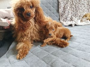 Wunderschöne Maltipoo Welpen in Schwarz Ein MINI Mädchen und ein Rüde