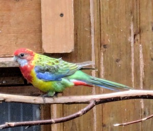 0,1 Rosella pastell 