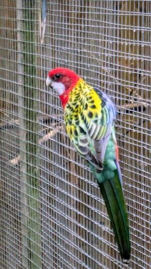 Rosella sp. goldengold 