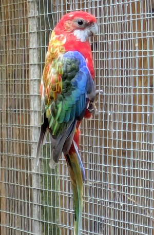 0,1 Rosella pastellopalin 