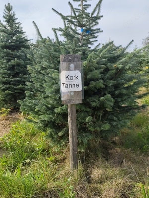Korktannen zu verkaufen