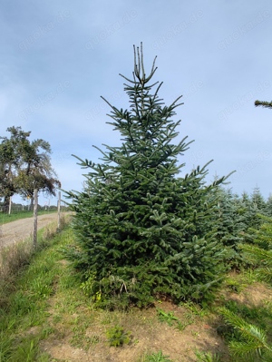 Schmuckreisig  (Nordmanntanne; Korktanne und Blaufichte) zu verkaufen