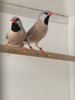 Habe sehr schöne Junge Spitzschwanzamadinen abzugeben.