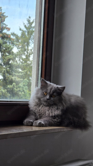 BKH Deckkater Bild 3