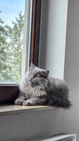 BKH Deckkater Bild 2