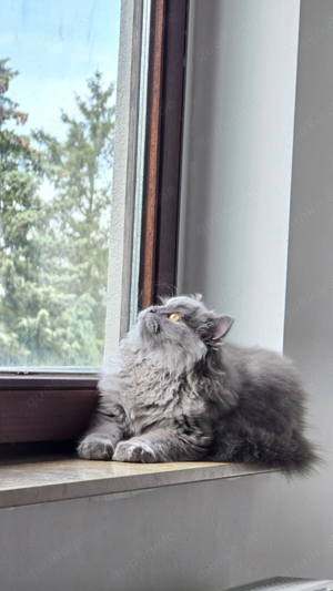 BKH Deckkater Bild 6