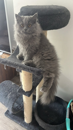 BKH Deckkater Bild 4