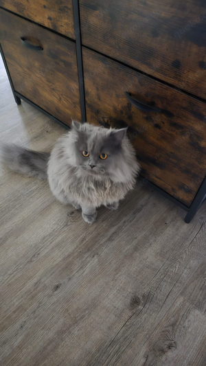 BKH Deckkater Bild 5